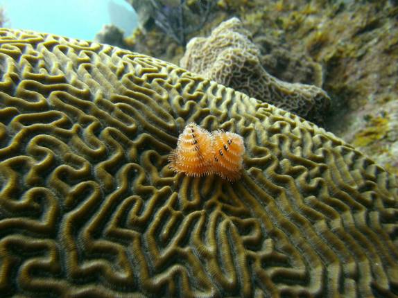 Christmas Tree no Marilyn's Cut, em Little Cayman, nas Ilhas Caiman